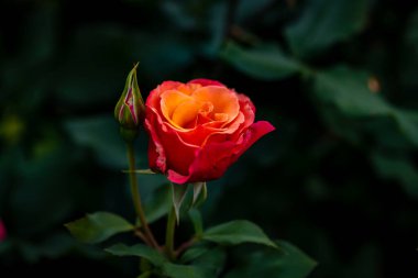 Çiçek açan güzel kokulu gül. Washington Park Gül Bahçesi, Portland, Oregon