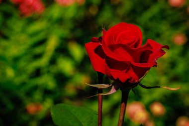 Çiçek açan güzel kokulu gül. Washington Park Gül Bahçesi, Portland, Oregon