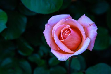 Çiçek açan güzel kokulu gül. Washington Park Gül Bahçesi, Portland, Oregon