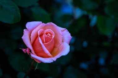 Çiçek açan güzel kokulu gül. Washington Park Gül Bahçesi, Portland, Oregon