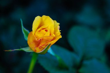 Çiçek açan güzel kokulu gül. Washington Park Gül Bahçesi, Portland, Oregon