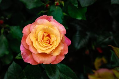 Çiçek açan güzel kokulu gül. Washington Park Gül Bahçesi, Portland, Oregon