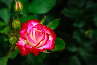 Çiçek açan güzel kokulu gül. Washington Park Gül Bahçesi, Portland, Oregon