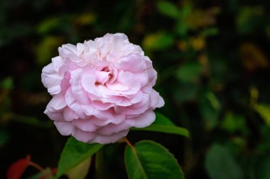 Çiçek açan güzel kokulu gül. Washington Park Gül Bahçesi, Portland, Oregon