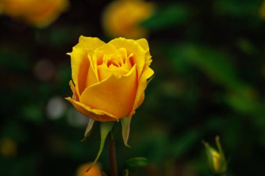 Çiçek açan güzel kokulu gül. Washington Park Gül Bahçesi, Portland, Oregon