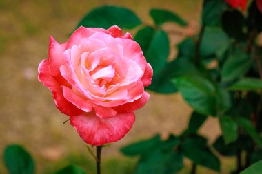 Çiçek açan güzel kokulu gül. Washington Park Gül Bahçesi, Portland, Oregon