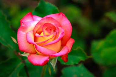 Çiçek açan güzel kokulu gül. Washington Park Gül Bahçesi, Portland, Oregon