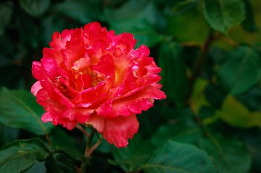 Çiçek açan güzel kokulu gül. Washington Park Gül Bahçesi, Portland, Oregon