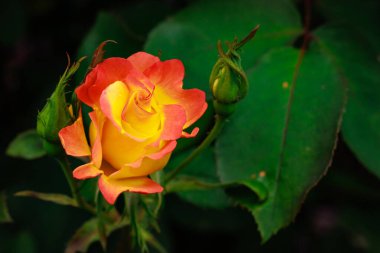 Çiçek açan güzel kokulu gül. Washington Park Gül Bahçesi, Portland, Oregon