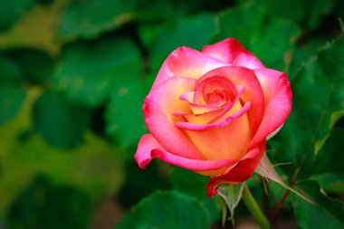 Çiçek açan güzel kokulu gül. Washington Park Gül Bahçesi, Portland, Oregon