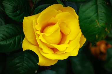 Çiçek açan güzel kokulu gül. Washington Park Gül Bahçesi, Portland, Oregon