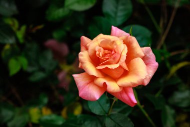 Çiçek açan güzel kokulu gül. Washington Park Gül Bahçesi, Portland, Oregon