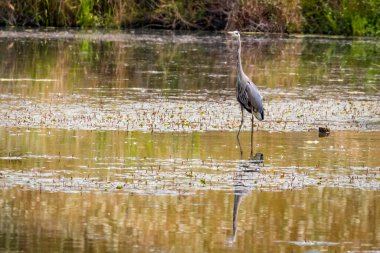 Great Blue Heron slides in lake, in wildlife safari, Oregon