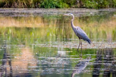 Great Blue Heron slides in lake, in wildlife safari, Oregon