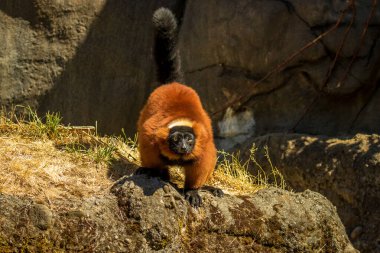 The red ruffed lemur (Varecia rubra) is ready to leap away from rock, in Oregon Zoo.