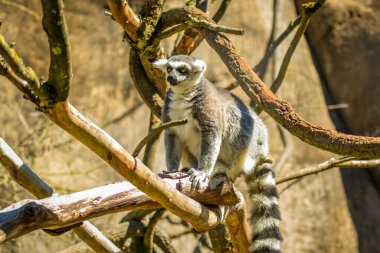 Halka kuyruklu lemur büyük bir strepsirren primatıdır ve uzun, siyah ve beyaz halkalı kuyruğundan dolayı en çok tanınan lemur türüdür..
