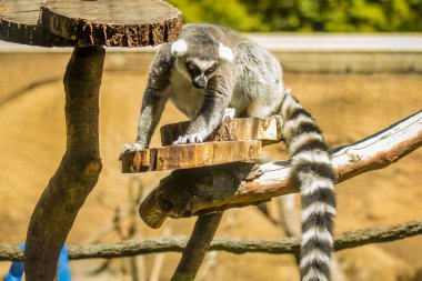Halka kuyruklu lemur büyük bir strepsirren primatıdır ve uzun, siyah ve beyaz halkalı kuyruğundan dolayı en çok tanınan lemur türüdür..