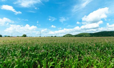 Tarım bahçesindeki yeşil mısır tarlası 