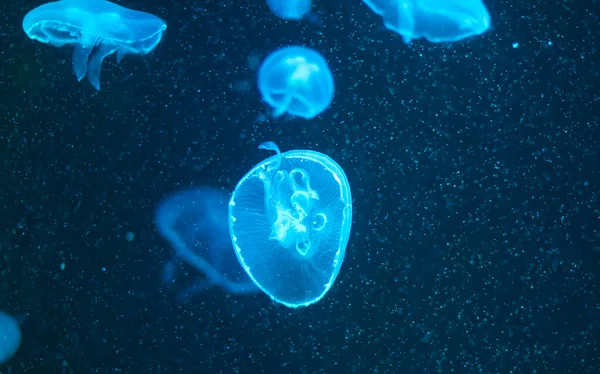 Sea Moon jellyfish in the sea