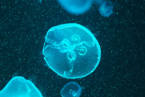 Sea Moon jellyfish in the sea