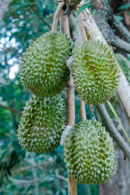 Ön plandaki Durian meyvesi ağaçtaki gerçek Durian meyvesi olgunlaşmamış bir meyvedir. 