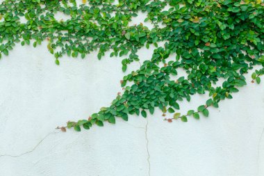 Mimarlık arka planı ve yeşil yaprak Ivy, kopyalama alanı