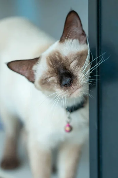 Σιαμέζα Γάτα Αναπαύεται Επί Του Δαπέδου — Φωτογραφία Αρχείου