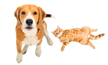 Beagle köpeği ve kedi yavrusu İskoç Düz, üst görünüm, beyaz arka plan izole