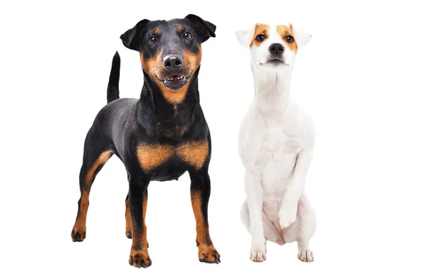 品种Jagddog和Parson Russell Terrier的狗 在白色背景下被隔离 — 图库照片