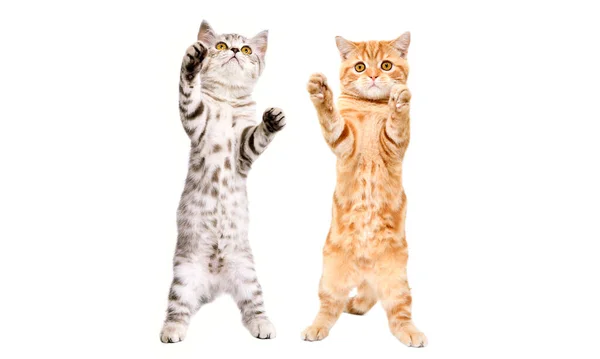 Милі Грайливі Кошенята Шотландські Прямі Стоячі Задніх Ногах Ізольовані Білому Ліцензійні Стокові Зображення