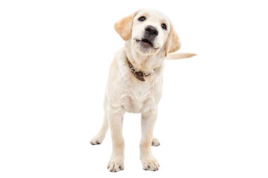 Beyaz arka planda yalnız duran sevimli labrador köpek havlaması.