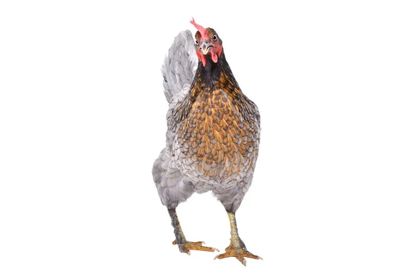 Beyaz Arka Planda Tek Başına Duran Tuhaf Gri Tavuk — Stok fotoğraf