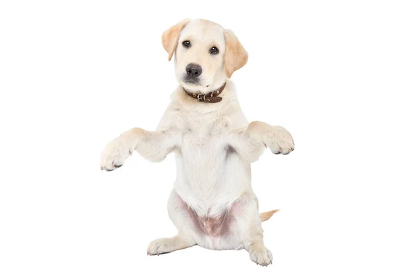 Beyaz Arka Planda Yalnız Oturan Komik Labrador Köpeği — Stok fotoğraf