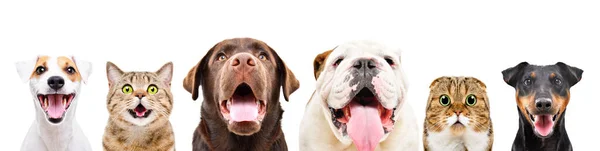 Retrato Seis Simpáticas Mascotas Divertidas Primer Plano Aisladas Sobre Fondo — Foto de Stock