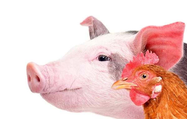 Porträt Von Schwein Und Huhn Nahaufnahme Seitenansicht Isoliert Auf Weißem — Stockfoto