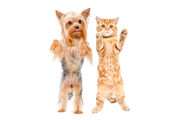 Funny Dog Yorkshire Terrier Ginger Kitten Scottish Straight Standing Together — Stock Photo, Image