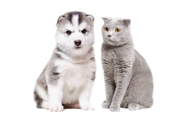 Şirin Sibirya kurt köpeği ve gri kedi İskoç düz beyaz arka planda izole bir şekilde oturuyor.