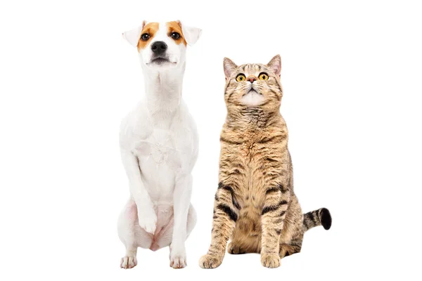 好奇心旺盛な犬の息子Russellテリアと猫Stottishまっすぐ座って一緒に隔離された白い背景 ロイヤリティフリーのストック画像