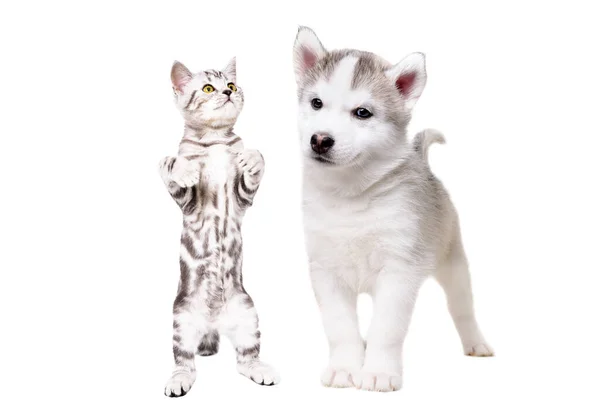 장난치는 허스키 강아지와 고양이는 배경에 고립된 뒷다리 위에서 똑바로 좋아한다 — 스톡 사진