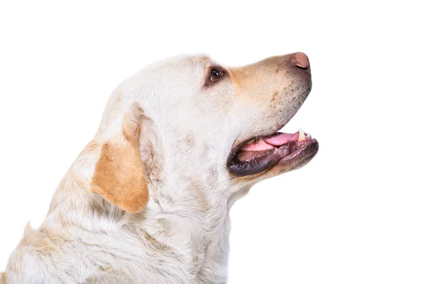 Portret Van Een Schattige Labrador Zijaanzicht Geïsoleerd Witte Achtergrond — Stockfoto