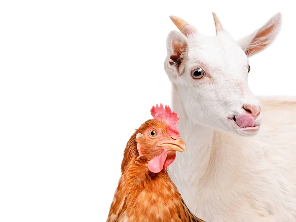 白色山羊的肖像 在白色背景下表现出舌头和红色母鸡的特征 — 图库照片