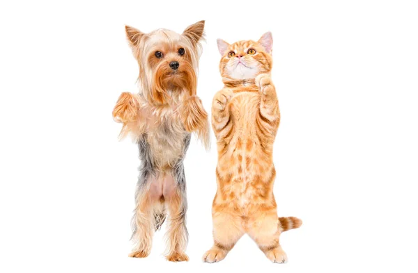 嬉闹的狗儿约克郡的狗和小猫苏格兰式的狗 笔直地站在一起 后腿与白色背景隔离 — 图库照片