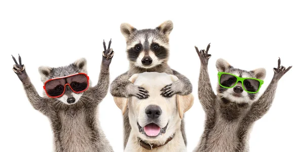 Three Cheerful Raccoons Closing Eyes Labrador Isolated White Background — Stock Photo, Image