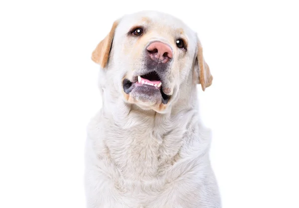 Portret Van Een Schattige Labrador Close Geïsoleerd Een Witte Achtergrond — Stockfoto