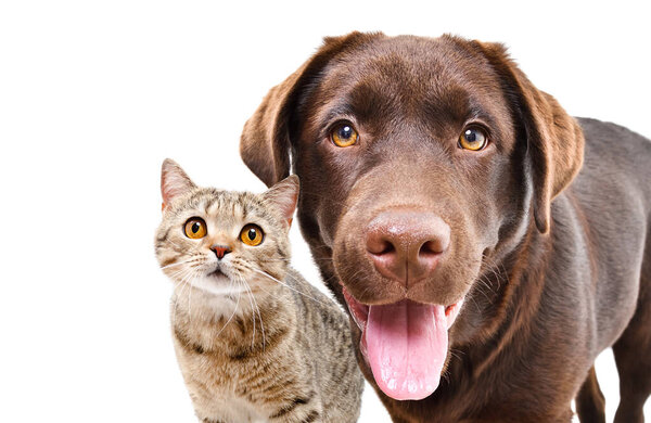 Retrato Adorable Labrador Curioso Gato Escocés Recto Primer Plano Aislado — Foto de Stock