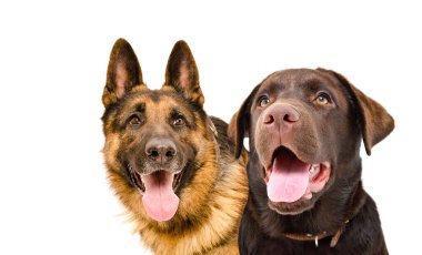 Alman çoban köpeği ve labrador 'un beyaz arka planda izole edilmiş portresi.