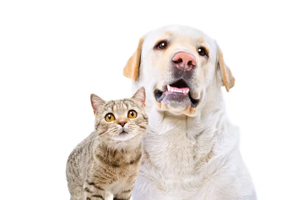 可爱的拉布拉多犬和苏格兰猫的肖像笔直 白色背景孤立 免版税图库照片