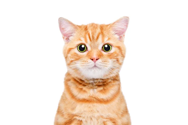 Portrait Loving Ginger Kitten Scottish Straight Closeup Isolated White Background Stock Photo