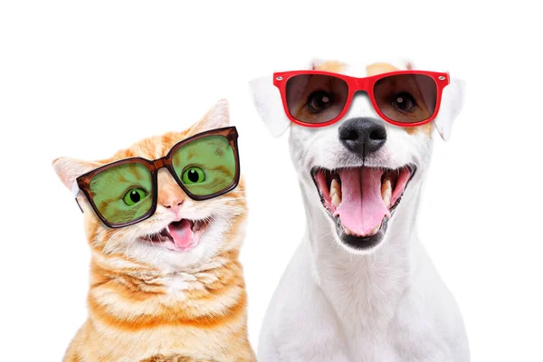 Portrait Cheerful Scottish Straight Kitten Jack Russell Terrier Dog Sunglasses Stock Picture