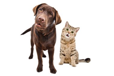 Tuhaf Labrador ve komik kedi İskoç Dümdüz beyaz arka planda izole edilmiş